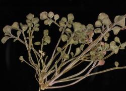 Cardamine parvula. Plant with rosette leaves (CHR 358809).
 Image: P.B. Heenan © Landcare Research 2019 CC BY 3.0 NZ